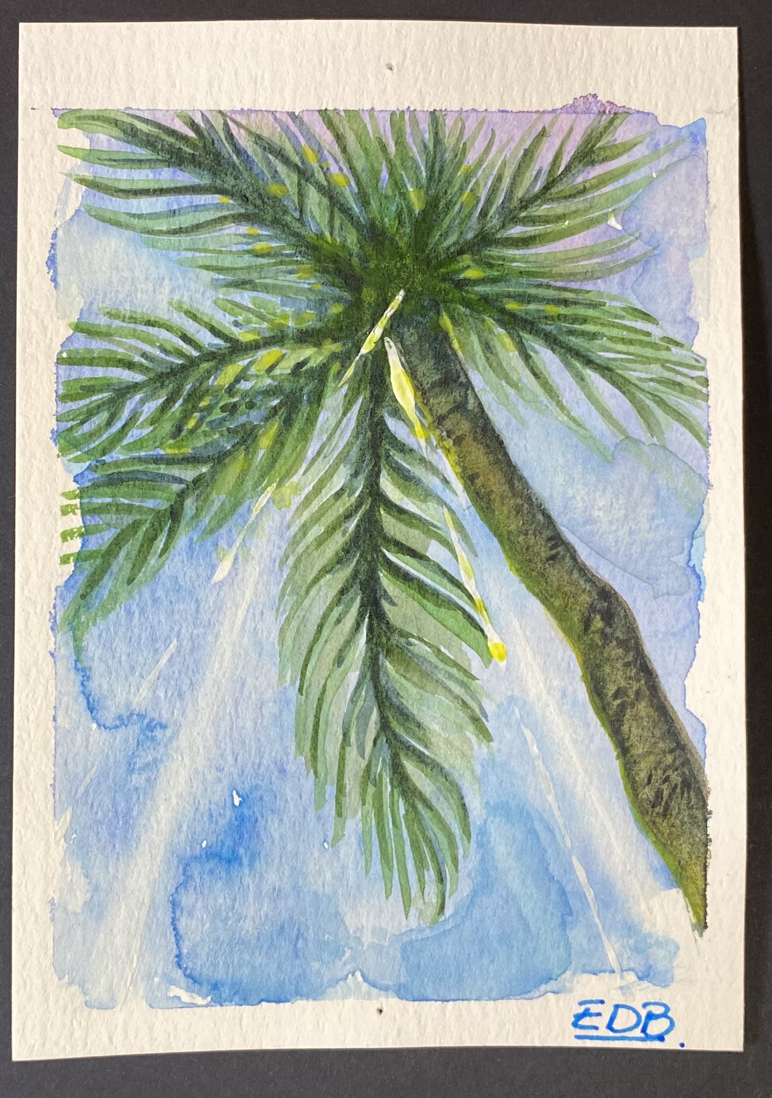 Palme verso il cielo