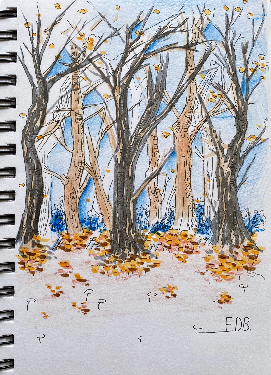 Bosco d’autunno